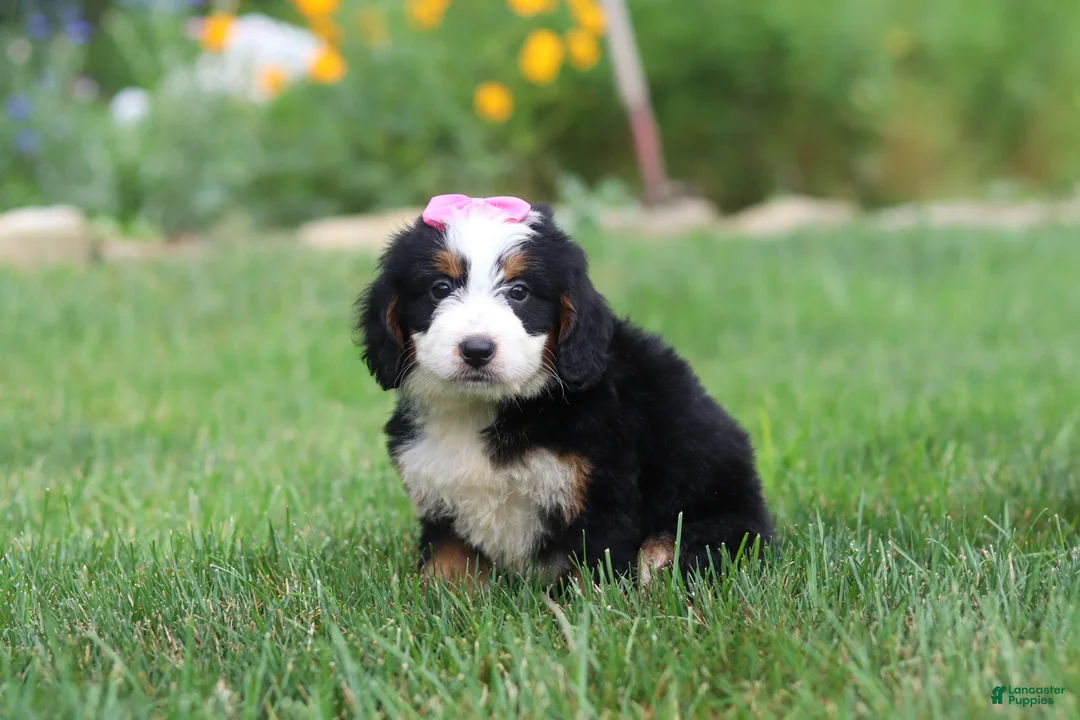 Mini Bernedoodle dogs for sale: Pixie - Ad 2
