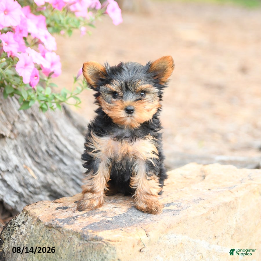 Yorkshire Terrier dogs Macy - Ad 2