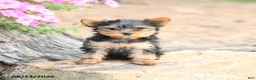 Yorkshire Terrier dogs for sale: Macy - Ad 2
