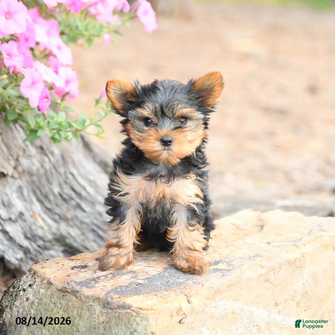 Yorkshire Terrier dogs for sale: Macy - Ad 2