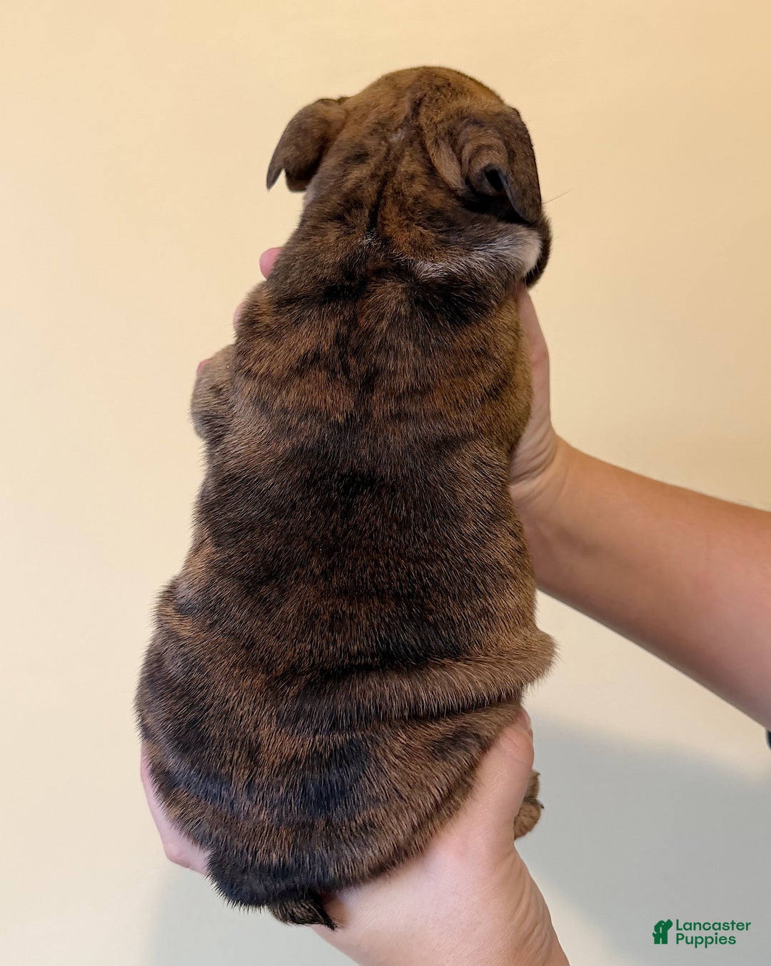 English Bulldog dogs for sale: Maple - Ad 8
