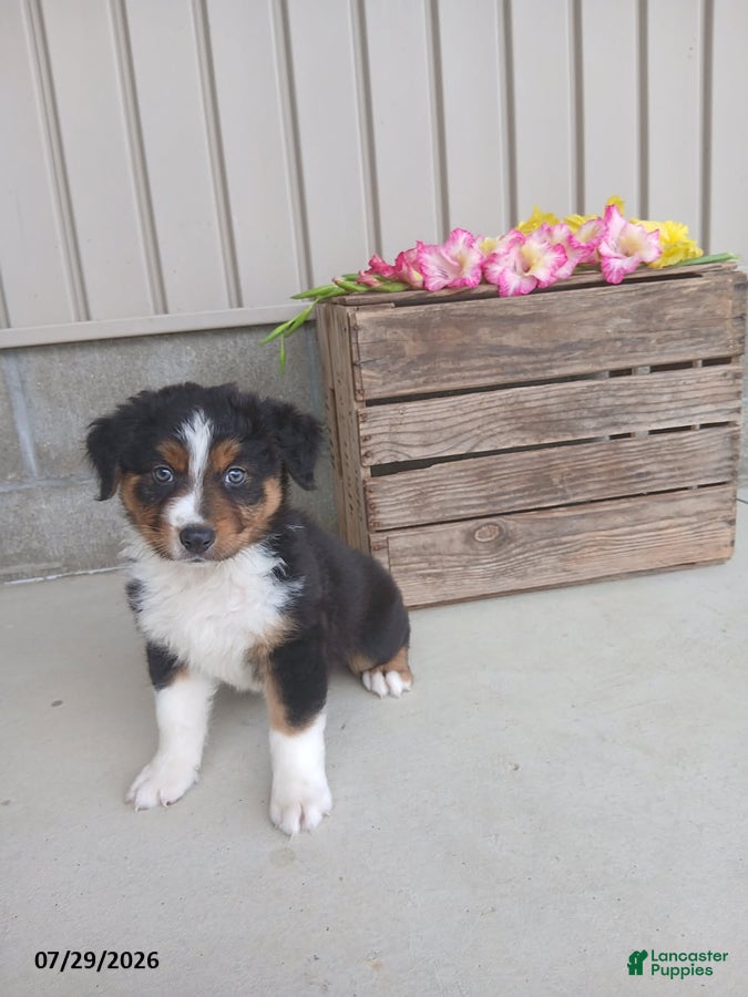Australian Shepherd dogs Baxter - Ad 39