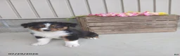 Australian Shepherd dogs for sale: Baxter - Ad 1