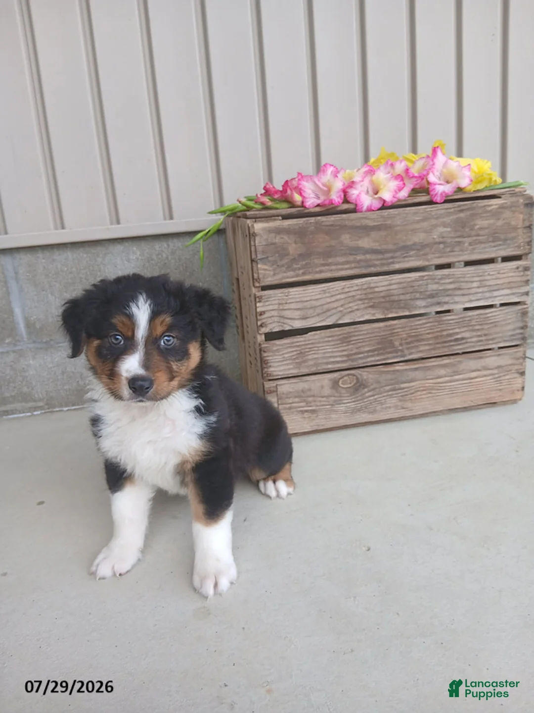 Australian Shepherd dogs for sale: Baxter - Ad 1