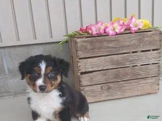 Australian Shepherd dogs Baxter - Ad 39