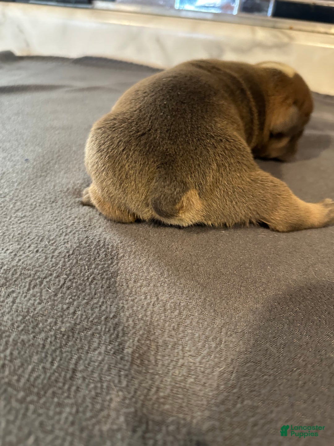 English Bulldog dogs for sale: Blue Fawn Merle Boy  - Ad 48