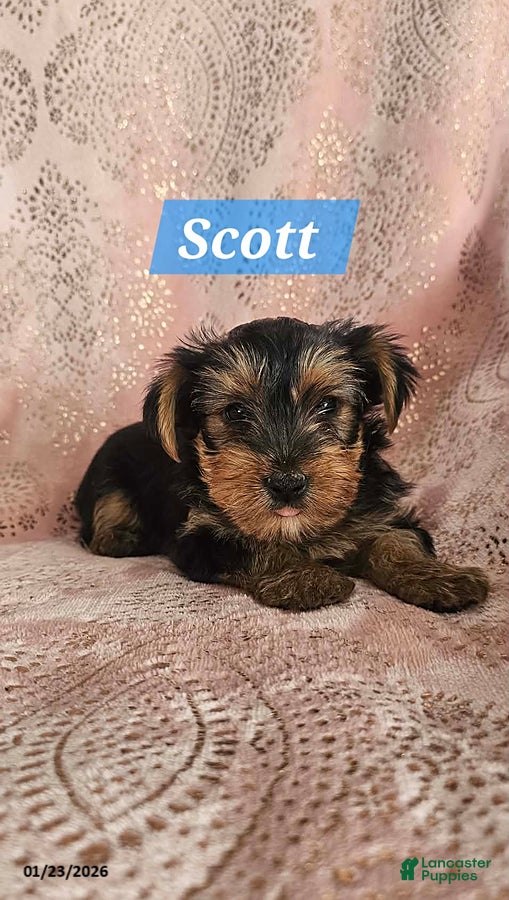 Yorkshire Terrier dogs for sale: Scott - Ad 2