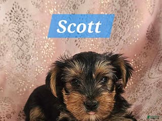 Yorkshire Terrier dogs for sale: Scott - Ad 2