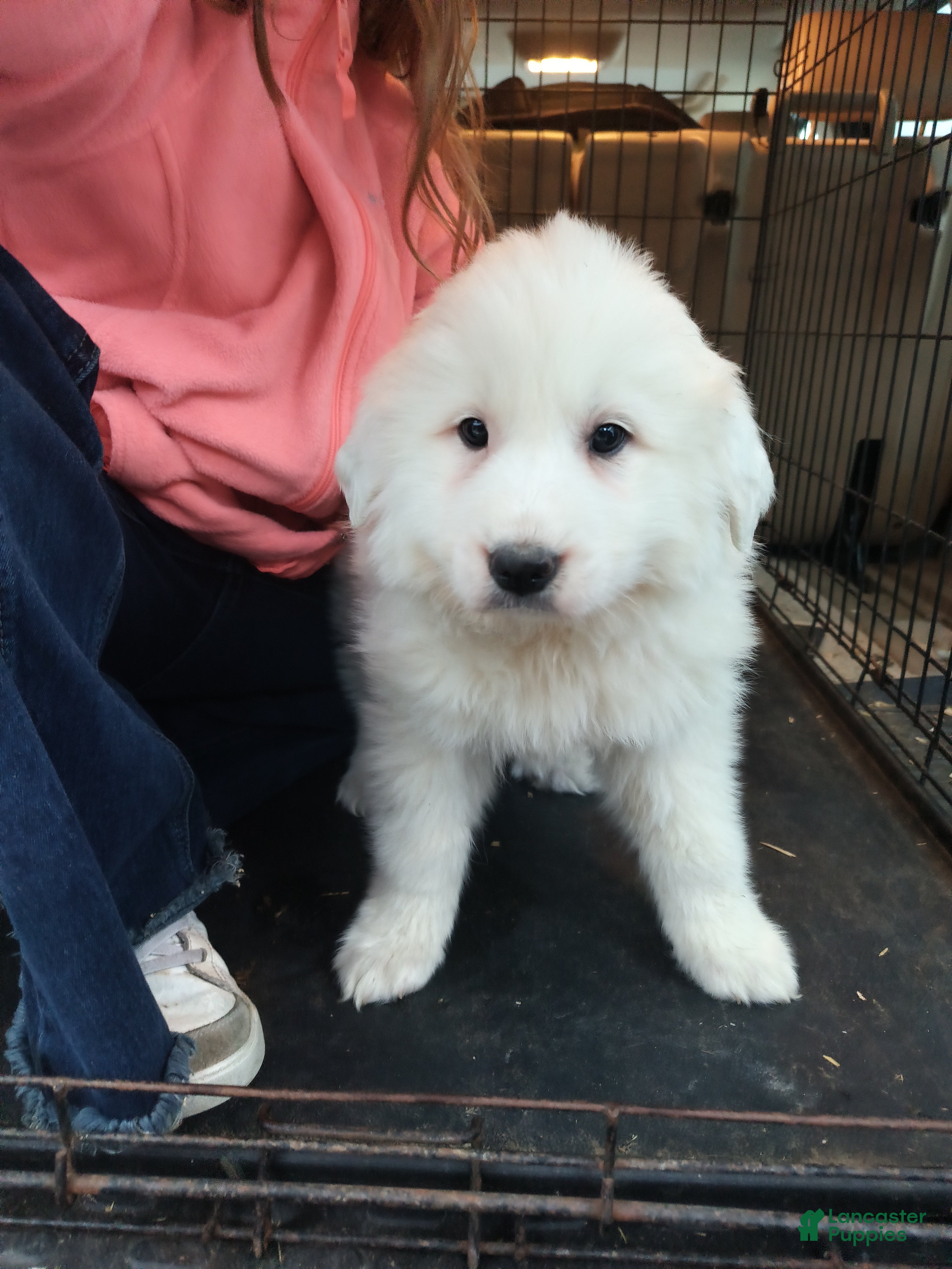 Great Pyrenees dogs Great Pyrenees Puppy 4 - Ad 2