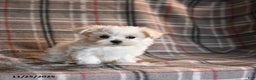 Maltese dogs for sale: Sparkle - Ad 1