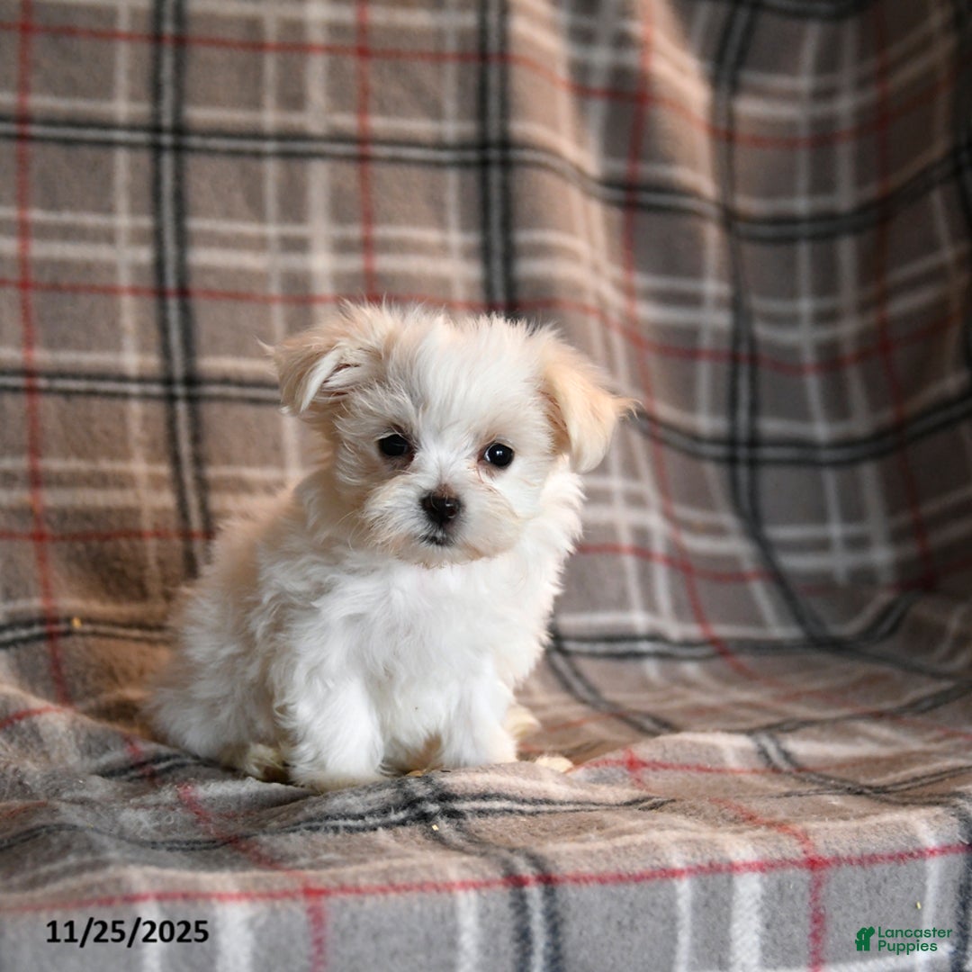 Maltese dogs for sale: Sparkle - Ad 1