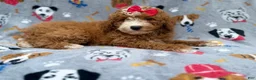 Mini Goldendoodle dogs for sale: Lucy - Ad 4