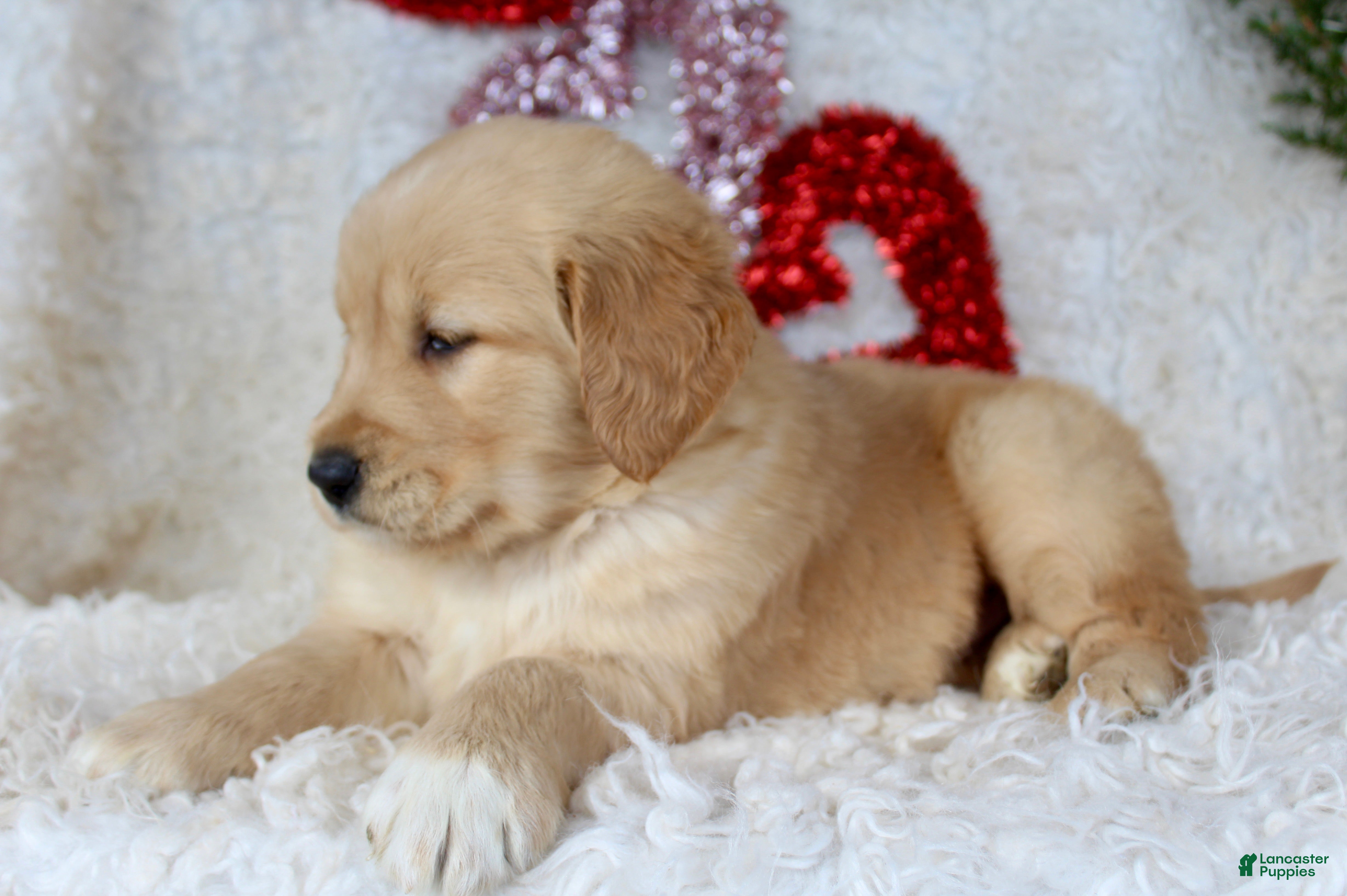 Golden Retriever dogs Golden Retriever Puppy Female 2 - Ad 6
