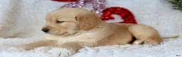 Golden Retriever dogs for sale: Golden Retriever Puppy Female 2 - Ad 1