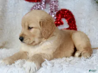 Golden Retriever dogs Golden Retriever Puppy Female 2 - Ad 6
