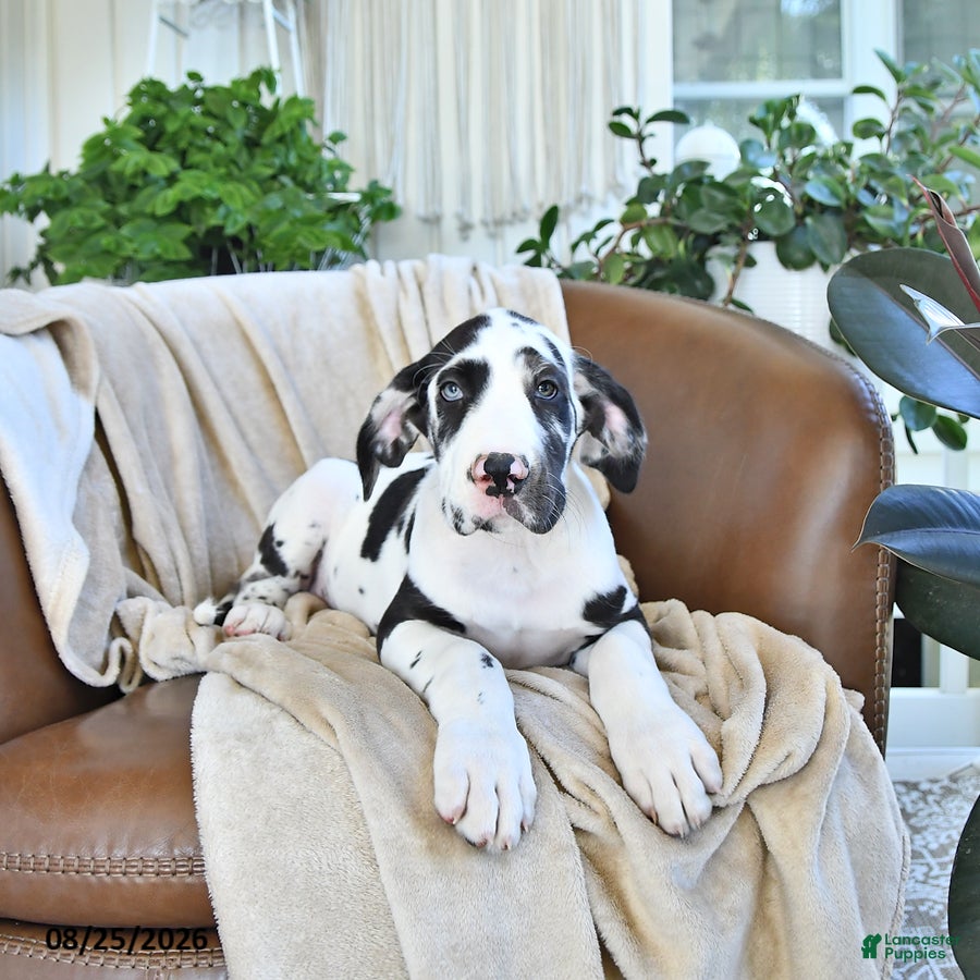 Great Dane dogs Bella   - Ad 2
