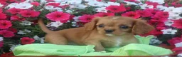 Cavalier King Charles Spaniel dogs for sale: Cavalier King Charles Spaniel 1 - Ad 6