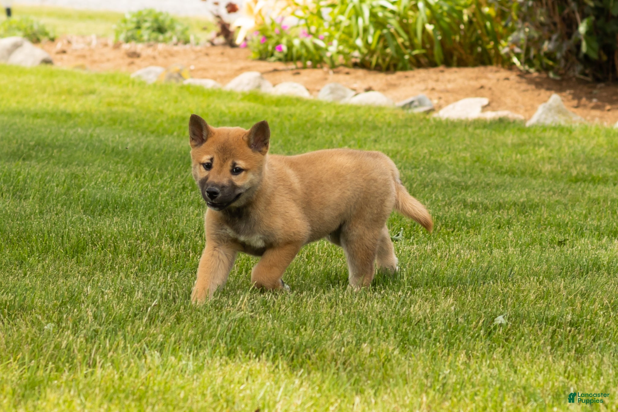 Shiba Inu dogs Jake - Ad 38
