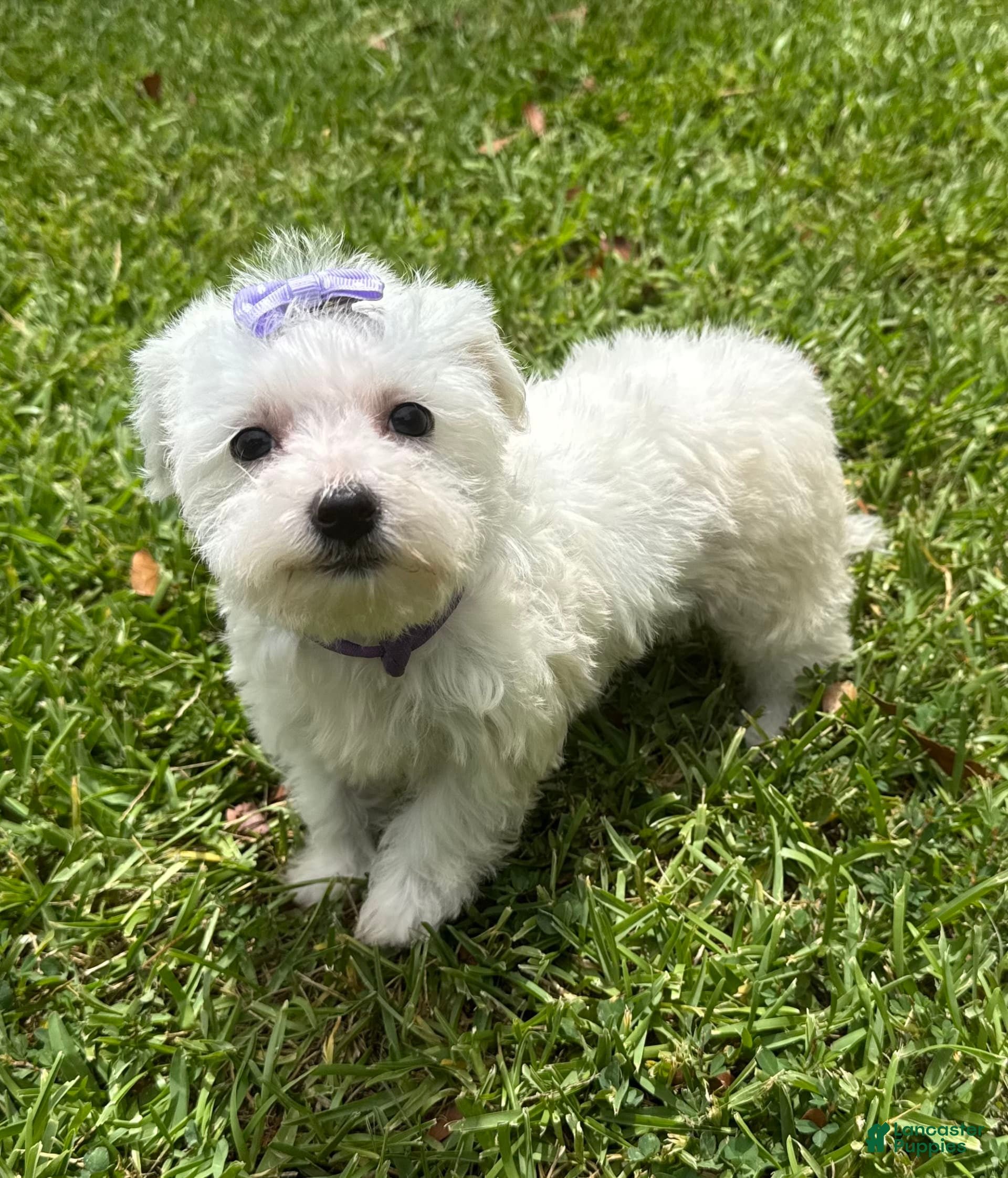 Havamalt Dog Breed Havamalt Puppies Havanese Maltese Mix Teacup