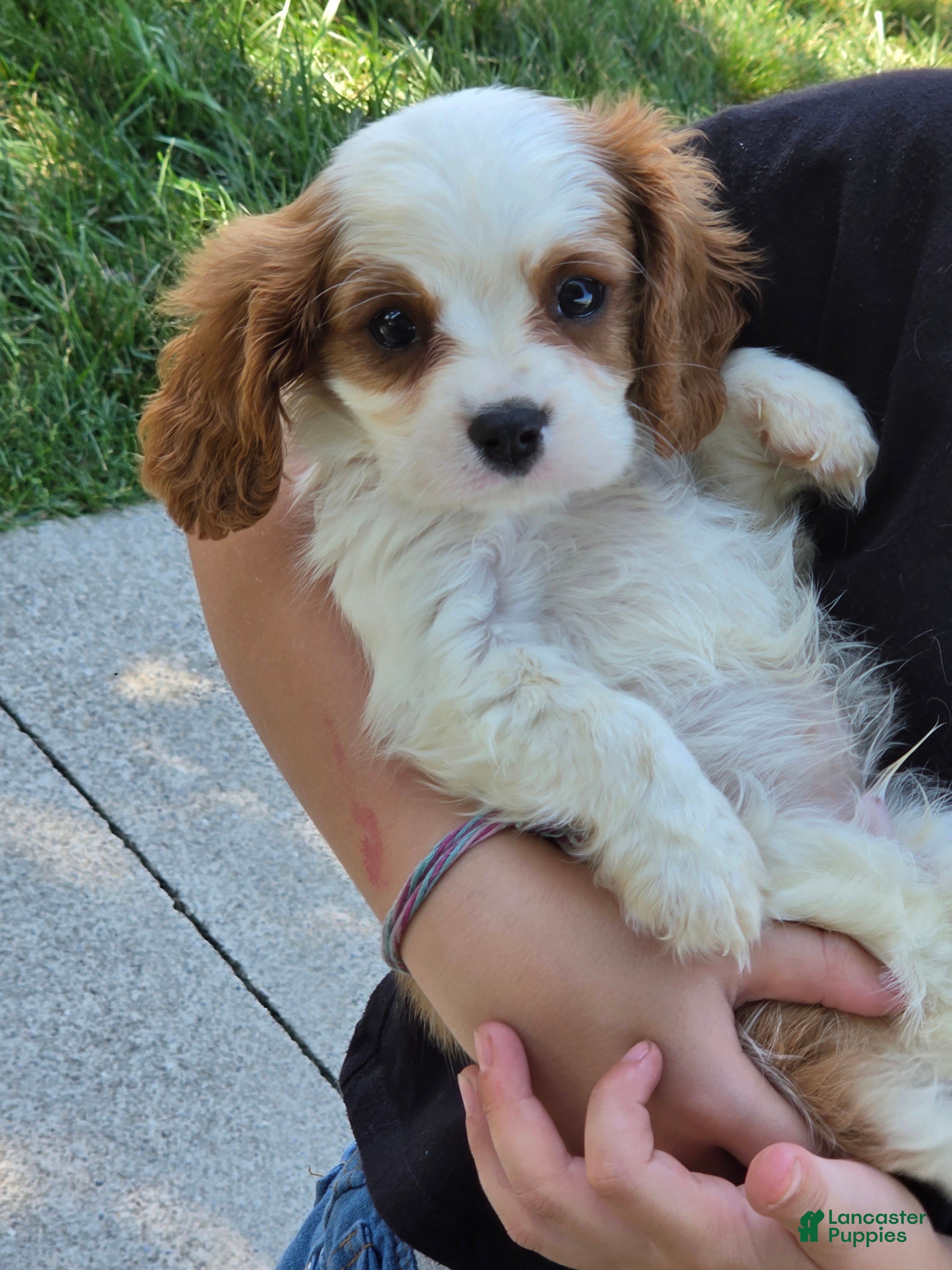 Cavalier King Charles Spaniel dogs Oscar - Ad 1