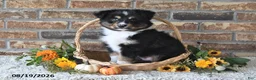 Miniature Australian Shepherd dogs for sale: Geo - Ad 4
