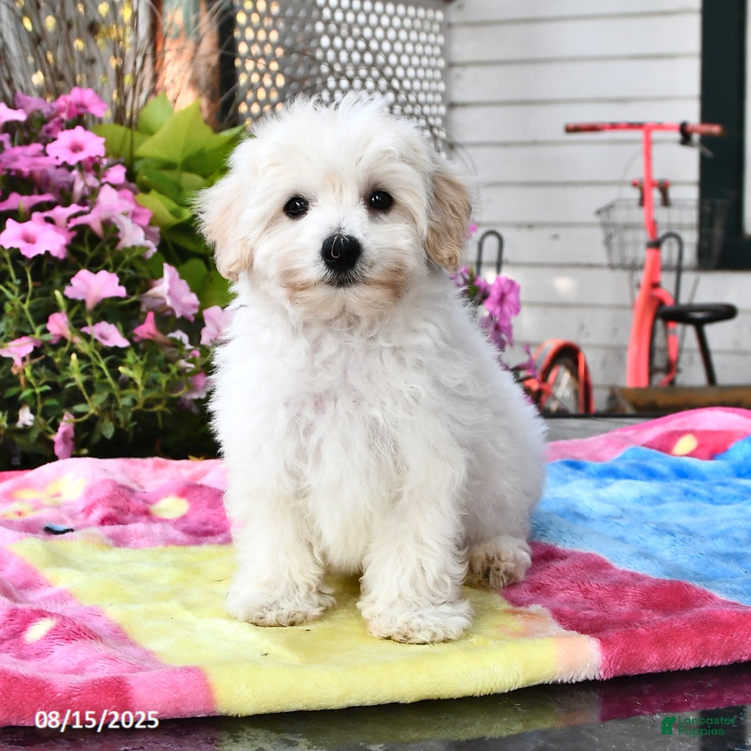 Dog Breed Maltese Standard Poodle Mix Maltipoo Puppies For Sale In
