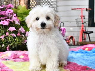 Maltipoo dogs - Ad 30