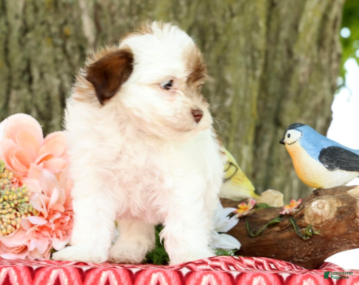 Havanese dogs for sale: Lula - Ad 6