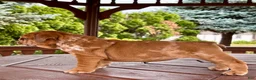 English Bulldog dogs for sale: English Bulldog 3 - Ad 4