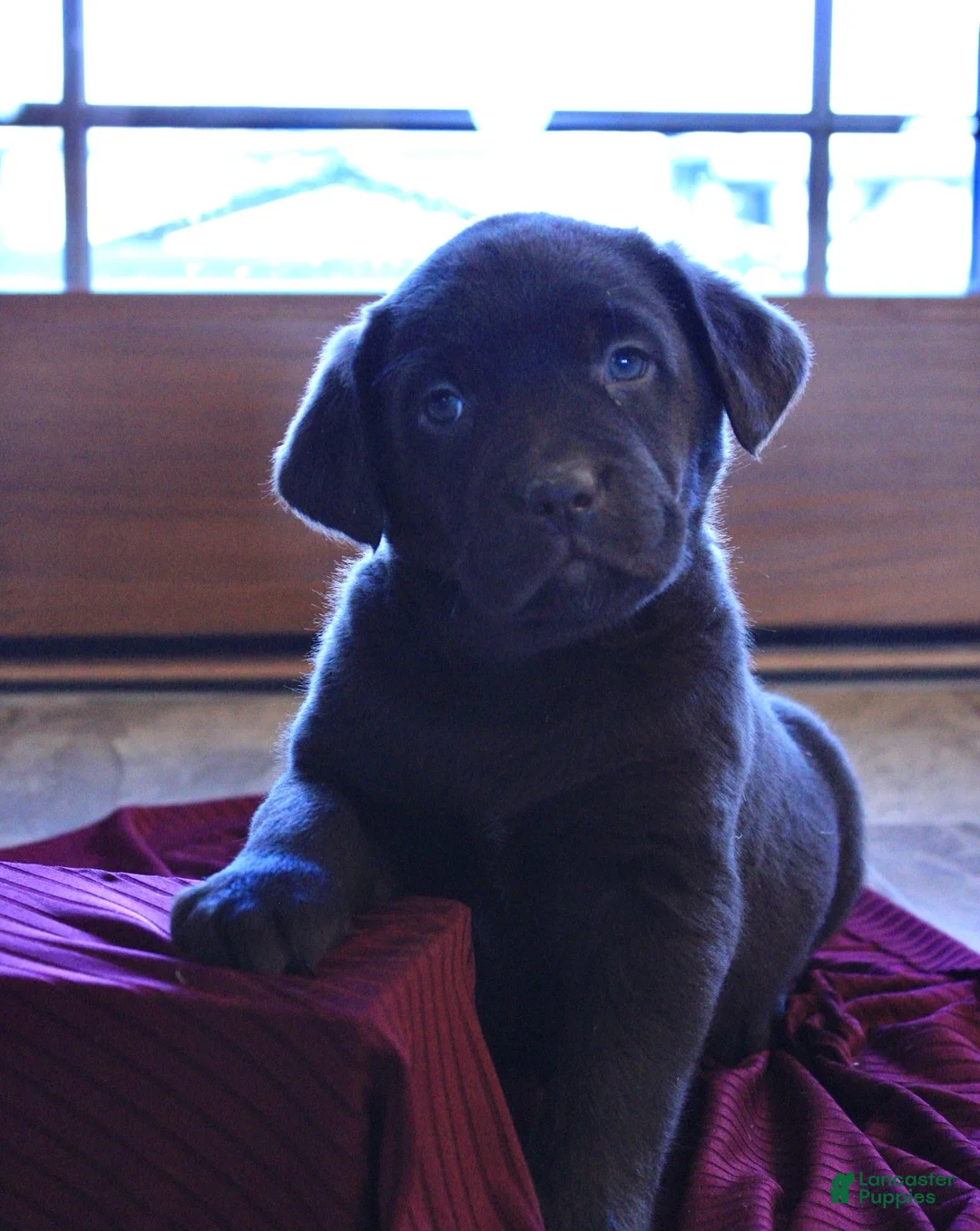 Labrador Retriever dogs for sale: Teddy - Ad 4