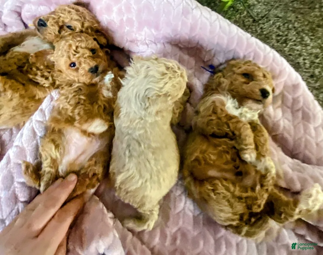 Toy Poodle dogs for sale: LITTLE ARCHIE - Ad 23