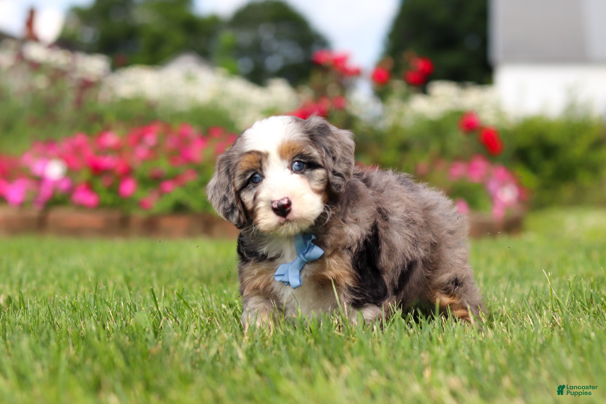 Mini Bernedoodle dogs for sale: Ollie - Ad 1