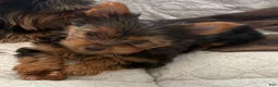 Yorkshire Terrier dogs for sale: Sasha - Ad 1
