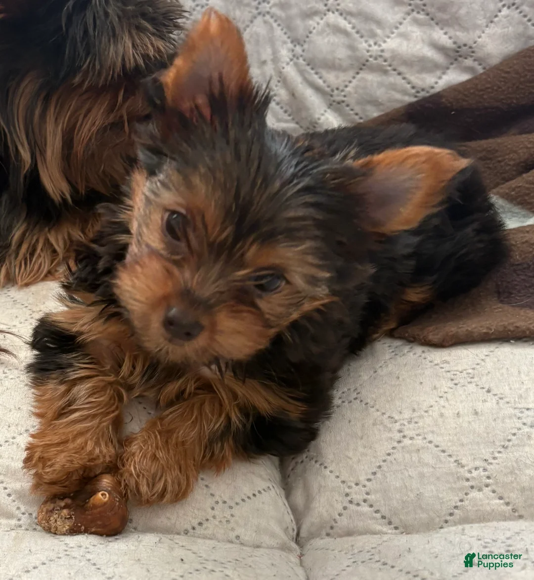 Yorkshire Terrier dogs for sale: Sasha - Ad 1