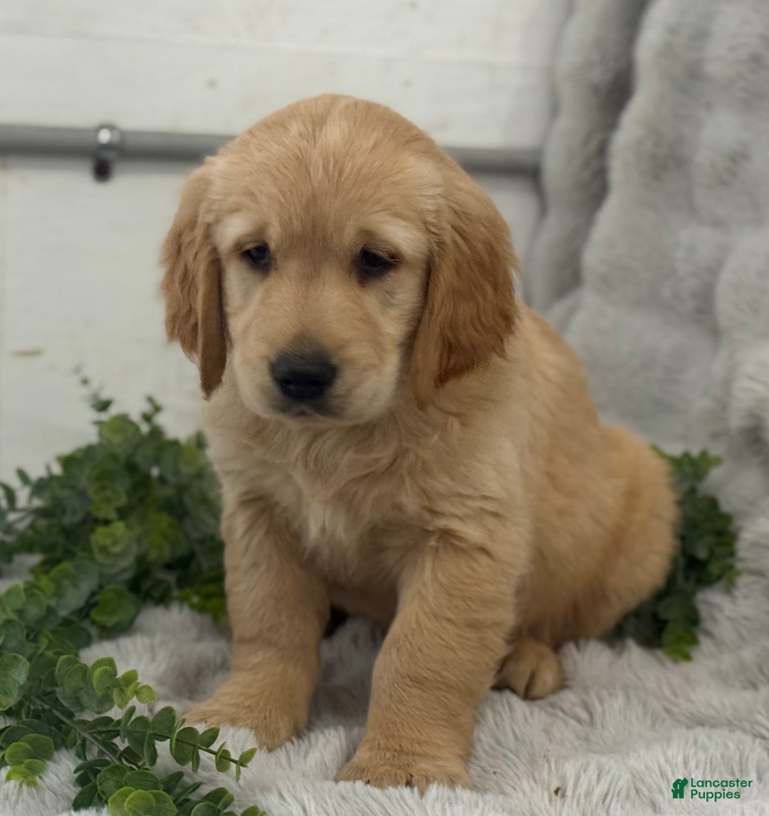 Golden Retriever dogs for sale: Merry - Ad 6