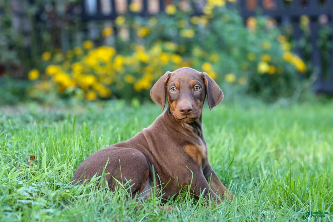 Doberman Pinscher dogs for sale: FRANCES - Ad 2