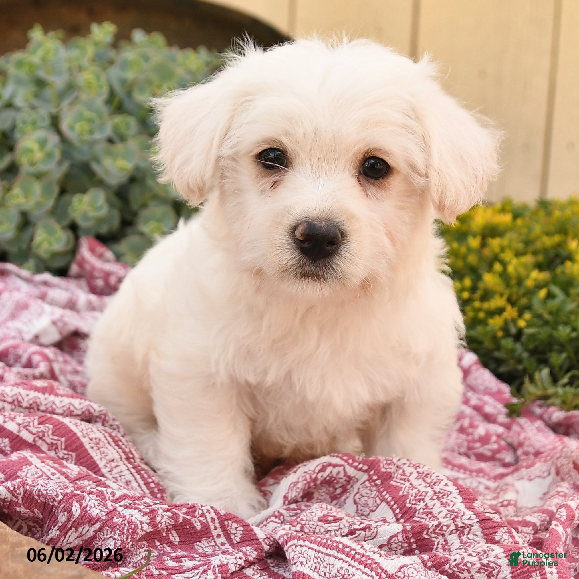 Westiepoo dogs for sale: Rufus - Ad 4