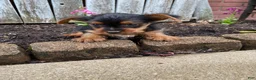 Yorkshire Terrier dogs for sale: Tommy - Ad 3