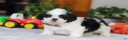 Shih Tzu dogs for sale: Gordon - Ad 5
