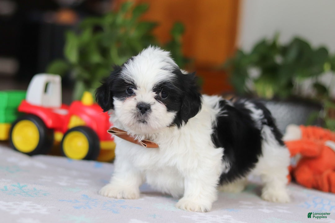 Shih Tzu dogs for sale: Gordon - Ad 5