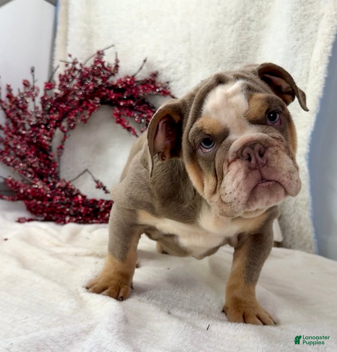 English Bulldog dogs for sale: Sage - Ad 1