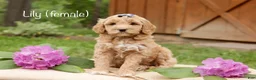 Mini Goldendoodle dogs for sale: Lily - Ad 1