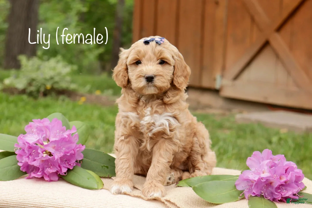 Mini Goldendoodle dogs for sale: Lily - Ad 1