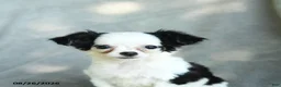 Chihuahua dogs for sale: Jigsy - Ad 4