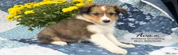 Shetland Sheepdog dogs for sale: Ava - Ad 4