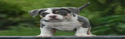 American Bully dogs for sale: American Bully 1 - Ad 1