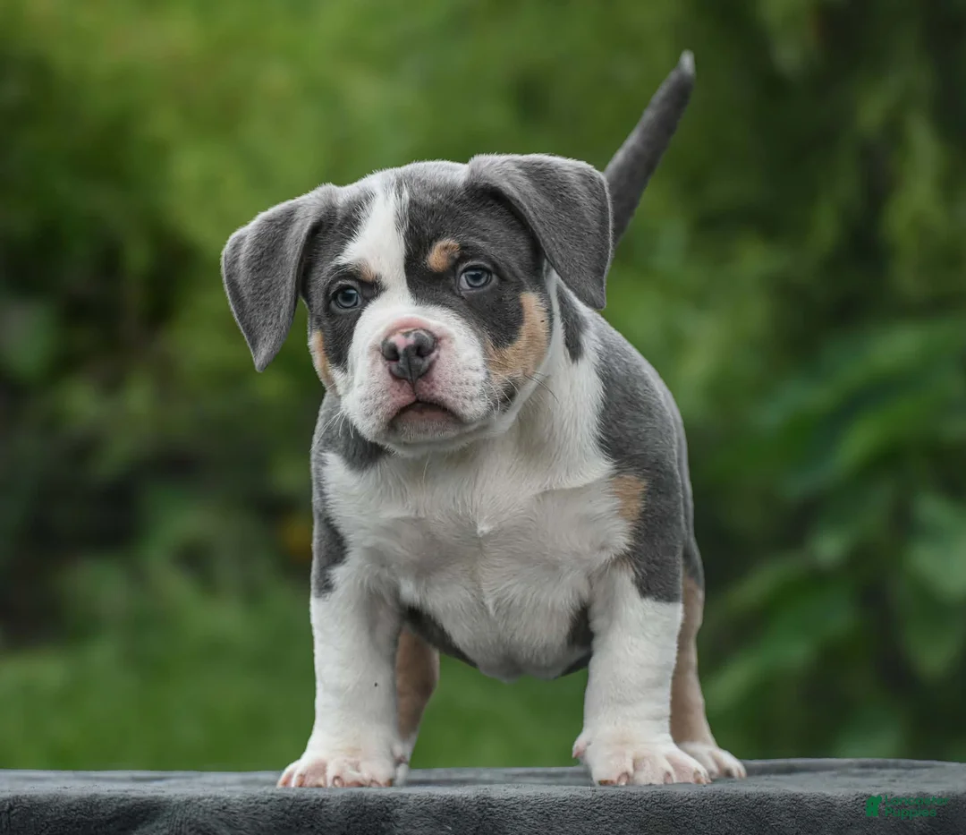 American Bully dogs for sale: American Bully 1 - Ad 1