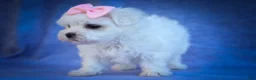 Maltese dogs for sale: Maribel🌸 - Ad 8