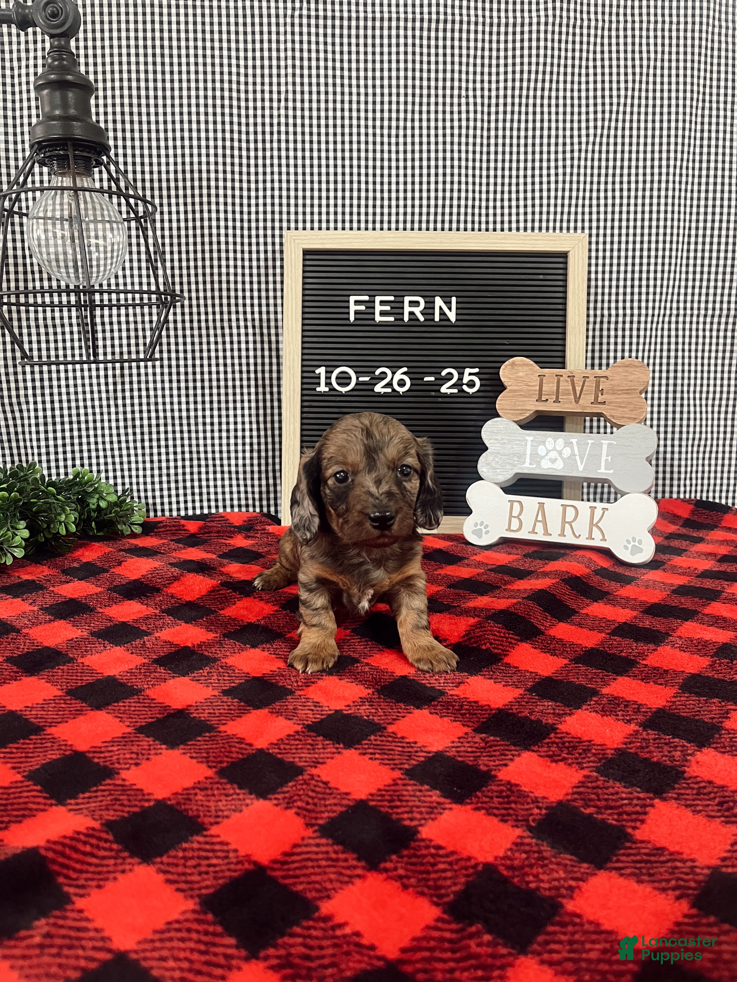Dachshund dogs Fern - Ad 12
