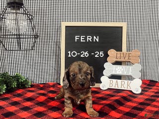 Dachshund dogs Fern - Ad 12